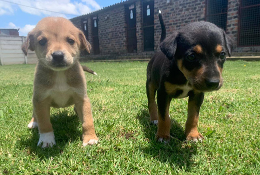 Kennels